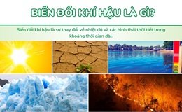What is climate change? Causes, current situation, and solutions
