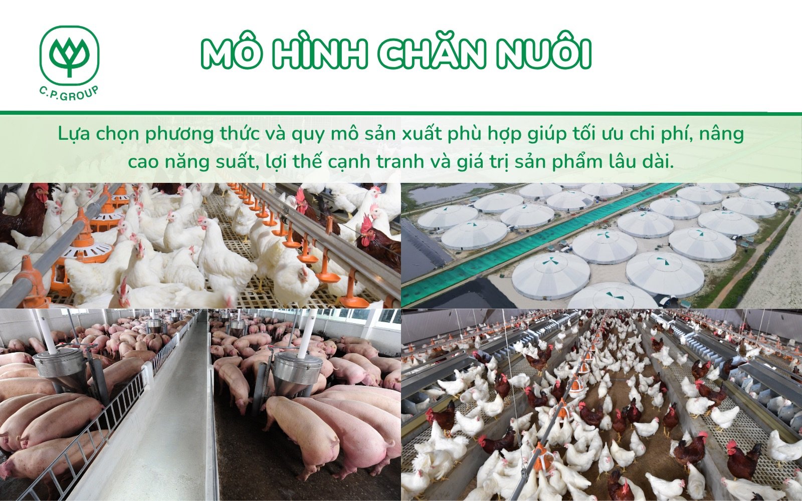 Top các mô hình chăn nuôi hiệu quả hiện nay
