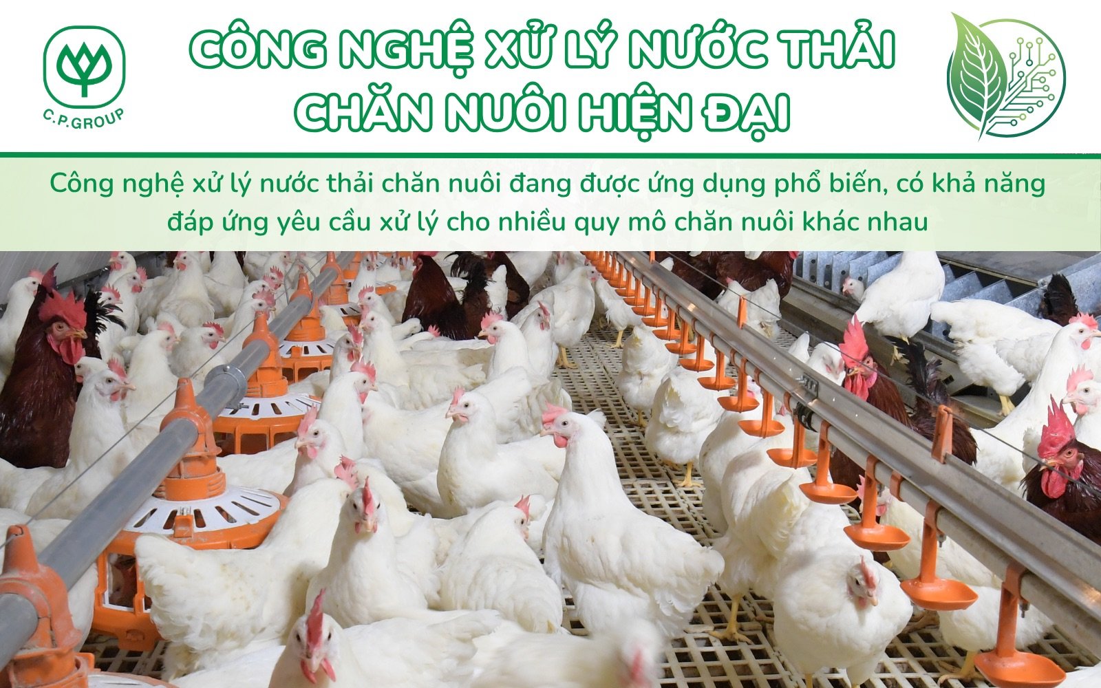 TOP 5 công nghệ xử lý nước thải chăn nuôi tốt hiện nay